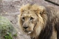 Lion in a zoo resting and playing Royalty Free Stock Photo