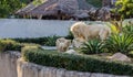 The lion in zoo