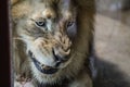 Lion, Zoo Series, Nature, Animal