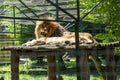 Lion at the zoo in Targu Mures Royalty Free Stock Photo