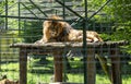 Lion at the zoo in Targu Mures Royalty Free Stock Photo