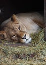 Liones lies Royalty Free Stock Photo