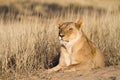 Lioness Royalty Free Stock Photo