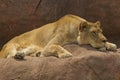 Lioness Royalty Free Stock Photo
