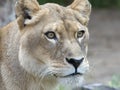 Lioness Royalty Free Stock Photo