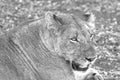 Lioness in Africa in black and white in South Africa