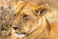 Lioness from Africa. Masai Mara, Kenya Royalty Free Stock Photo