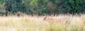 Lioness in Africa Tall Grass Web Banner Royalty Free Stock Photo