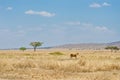 Lioness in african savanna, wild animals in Africa