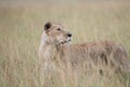 Lioness on african savannah Royalty Free Stock Photo