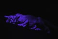 Lioness against black background with blue lighting