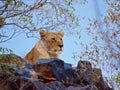 Lioness against blue sky