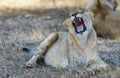 Lioness Royalty Free Stock Photo