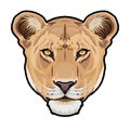 Lioness animal cute face. Vector African wild lion cat head portrait. Realistic fur portrait of lioness Royalty Free Stock Photo