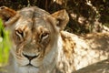 Lioness, animal and portrait of wild cat in forest, grass and nature by tree for shade in South Africa. Safari, travel Royalty Free Stock Photo