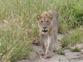 A lioness approaching our vehicle Royalty Free Stock Photo