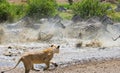 Lioness attack on a zebra. National Park. Kenya. Tanzania. Masai Mara. Serengeti.