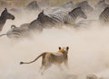 Lioness attack on a zebra. National Park. Kenya. Tanzania. Masai Mara. Serengeti.
