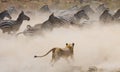 Lioness attack on a zebra. National Park. Kenya. Tanzania. Masai Mara. Serengeti.