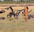 Lioness attacks a Vulture