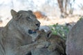 Lioness with baby lion cubs in South Africa Royalty Free Stock Photo