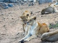 Lioness and baby resting on the savanna. South Africa.