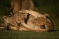 Lioness on back tries to grab cub