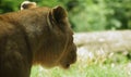 A lioness back view