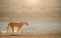 Lioness in beautiful light against herd of springboks in the background. Backlighted Lioness among flock of birds near to