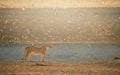 Lioness in beautiful light against herd of springboks in the background. Backlighted Lioness among flock of sociable weavers near