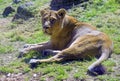 Lioness the big cat predator pride panther majestic