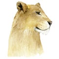 Lioness - big cats. Watercolor animal africa wildlife on isoleted white background. Exotic illustration for poster, print t-shirt Royalty Free Stock Photo