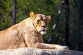 Lioness on the big stone Royalty Free Stock Photo