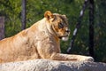 Lioness on the big stone Royalty Free Stock Photo