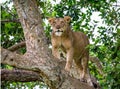 Lioness on a big tree. Close-up. Uganda. East Africa.