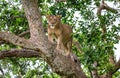 Lioness on a big tree. Close-up. Uganda. East Africa.