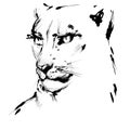 Lioness black and white drawing, vector hand drawn sketch Royalty Free Stock Photo