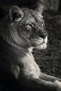 Lioness black and white Royalty Free Stock Photo