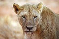 Lioness with Blood Stains around Mouth Royalty Free Stock Photo