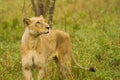 Lioness in the Bush in South Africa Royalty Free Stock Photo