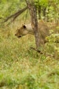 Lioness in the Bush in South Africa Royalty Free Stock Photo