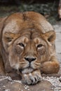 Lioness calmly and confidently looks forward with her head on her paws, close-up