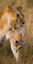 Lioness carries her baby. National Park. Kenya. Tanzania. Masai Mara. Serengeti. Royalty Free Stock Photo