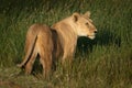 Lioness with catchlight stands in long grass