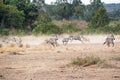 Lioness Chasing Pack of Zebra in Africa