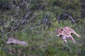 Lioness chasing the warthog in Ol Pejeta, Sweetwaters, Kenya, Africa