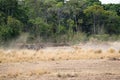 Lion Chasing After Zebra in Kenya Africa Royalty Free Stock Photo