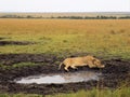 Lioness chilling by a pond in the African Savannah