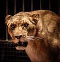 Lioness in circus