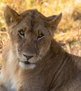 The face of a young lioness in close-up Royalty Free Stock Photo